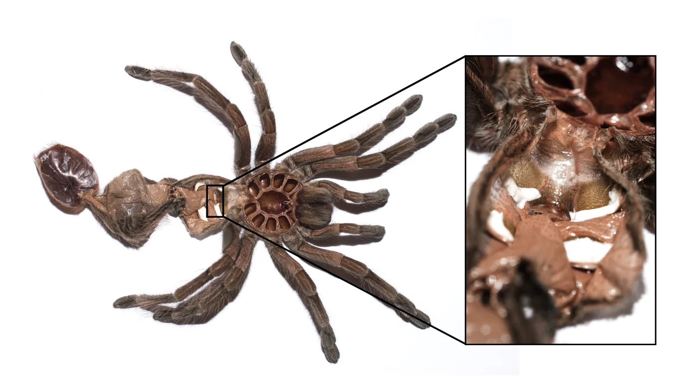 Female tarantula moult with the spermatheca highlighted between the book lungs