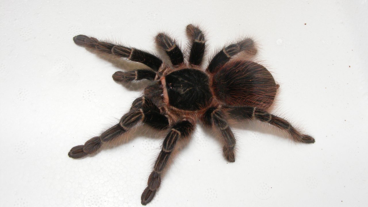 Acanthoscurria chacoana