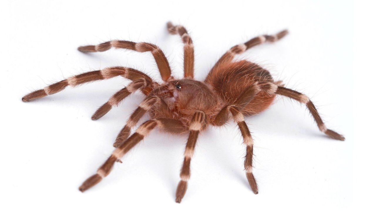 Acanthoscurria geniculata tarantula