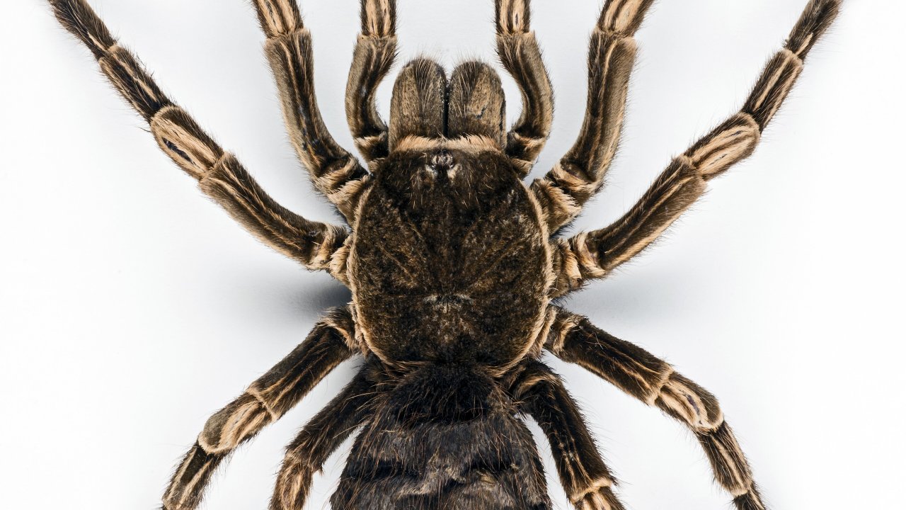 Acanthoscurria juruenicola