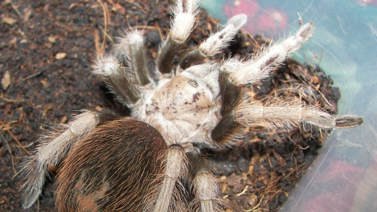Aphonopelma chalcodes