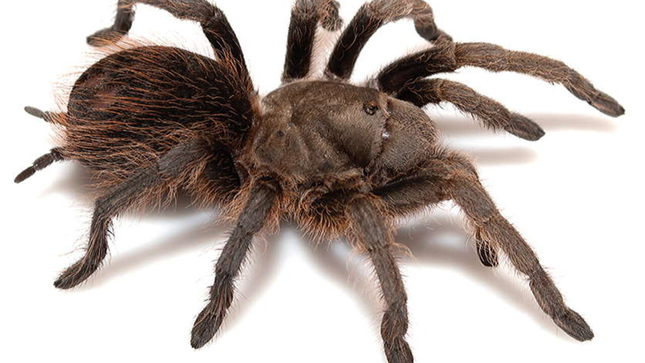 Aphonopelma madera
