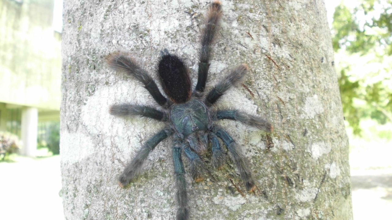 Avicularia avicularia