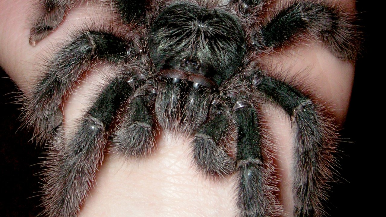 Avicularia metallica