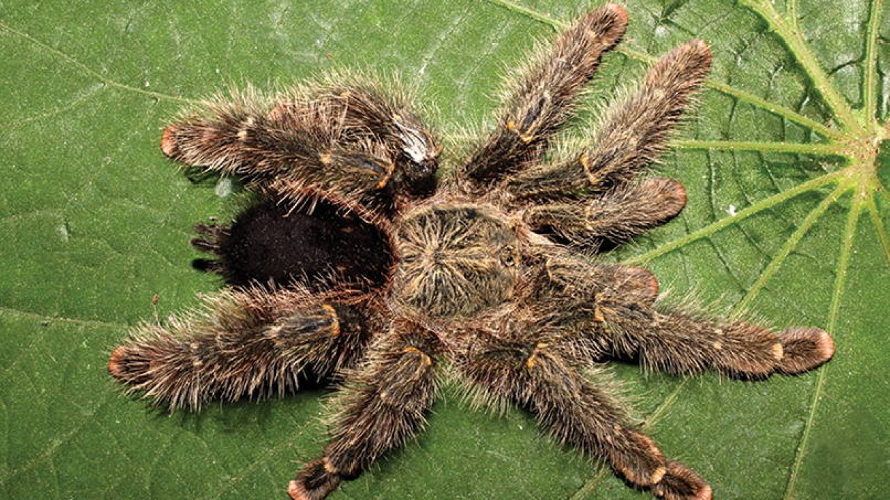 Avicularia variegata tarantula