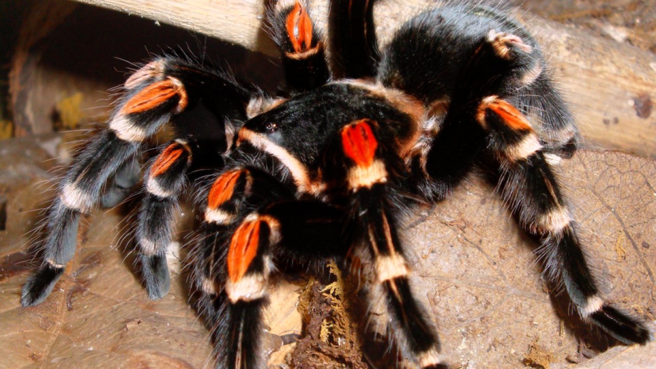 Brachypelma auratum