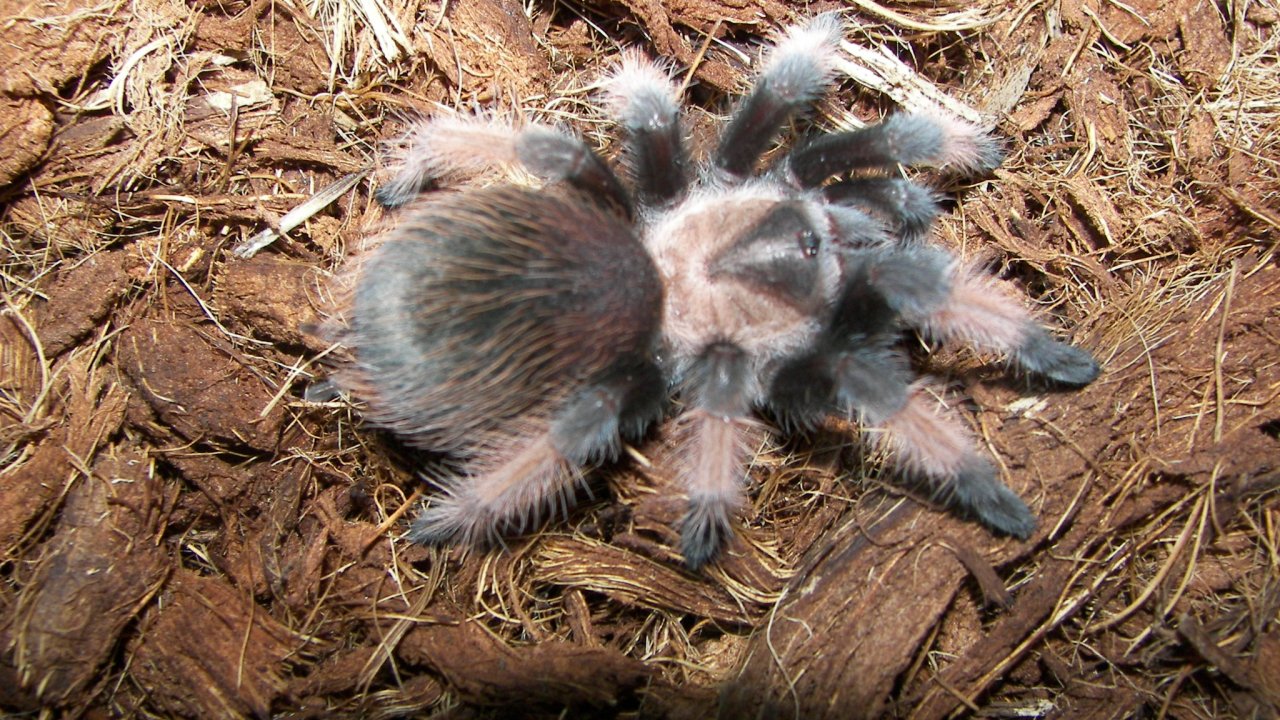 Brachypelma emilia