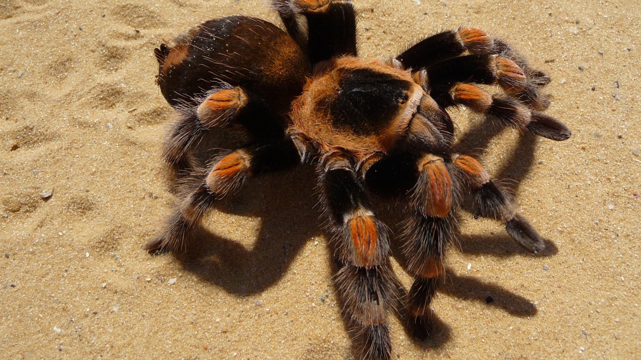 Brachypelma hamorii