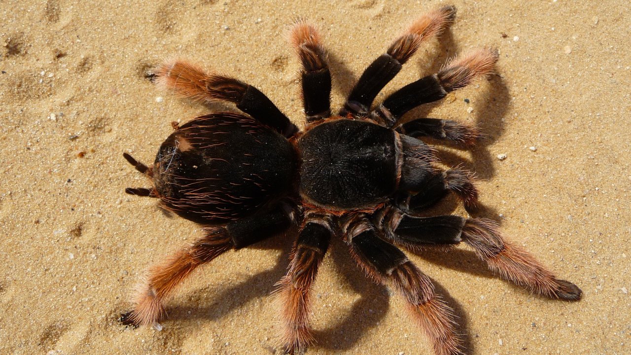 Brachypelma klaasi