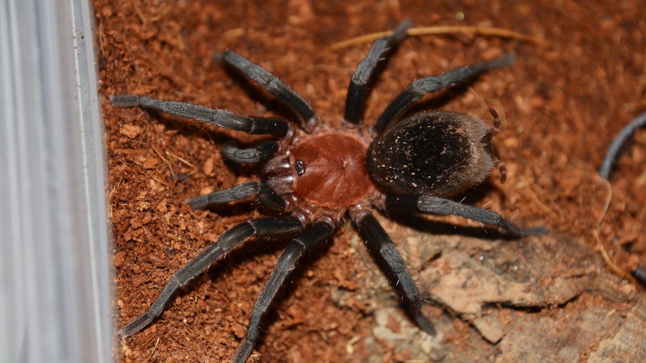 Bumba horrida