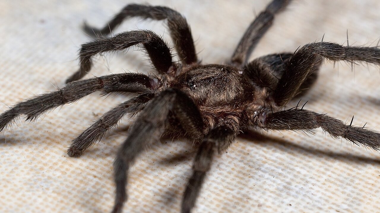 Catumiri argentinense