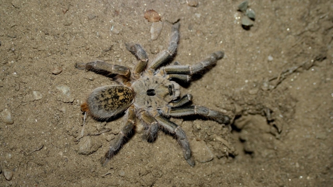 Ceratogyrus sanderi