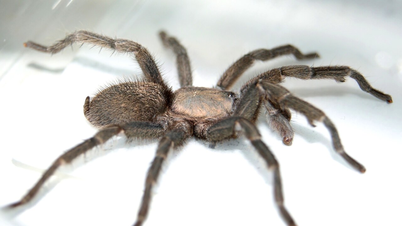 Chaetopelma olivaceum