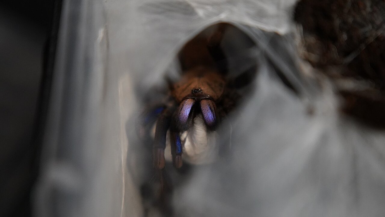 Chilobrachys natanicharum