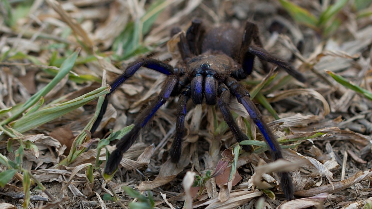 Chilobrachys sp. Kaeng Krachan