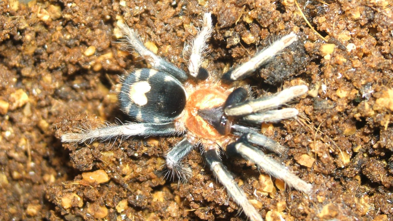 Cyriocosmus elegans