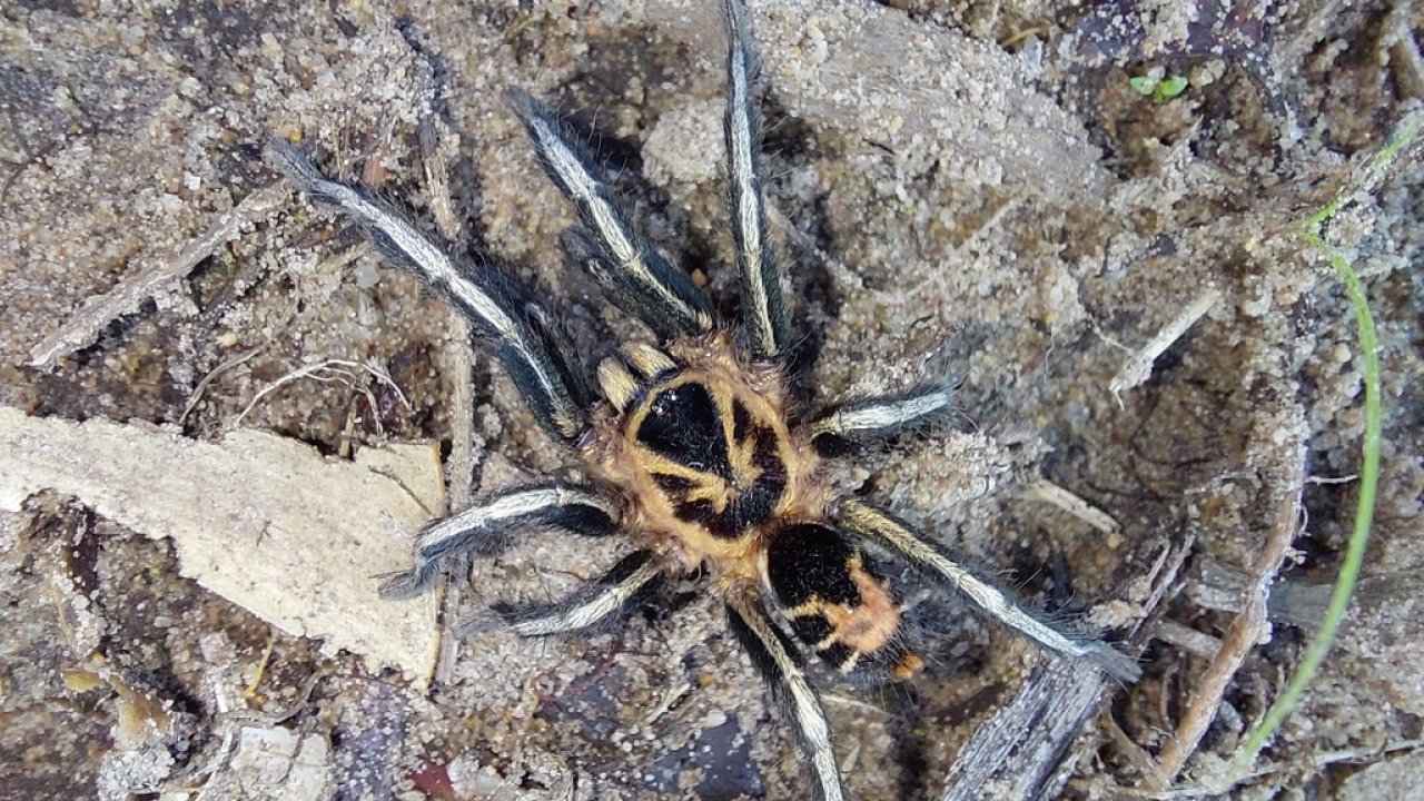 Cyriocosmus leetzi