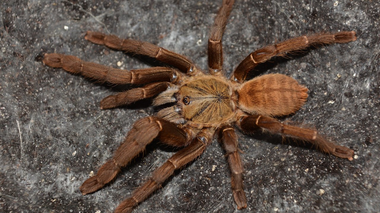 Melopoeus hainanus