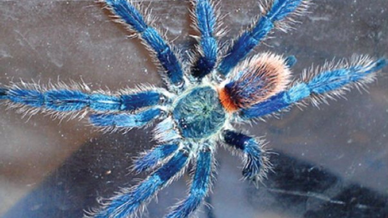 Dolichothele diamantinensis