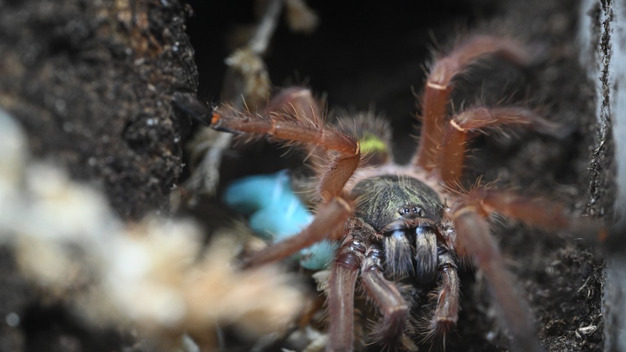 Ephebopus uatuman