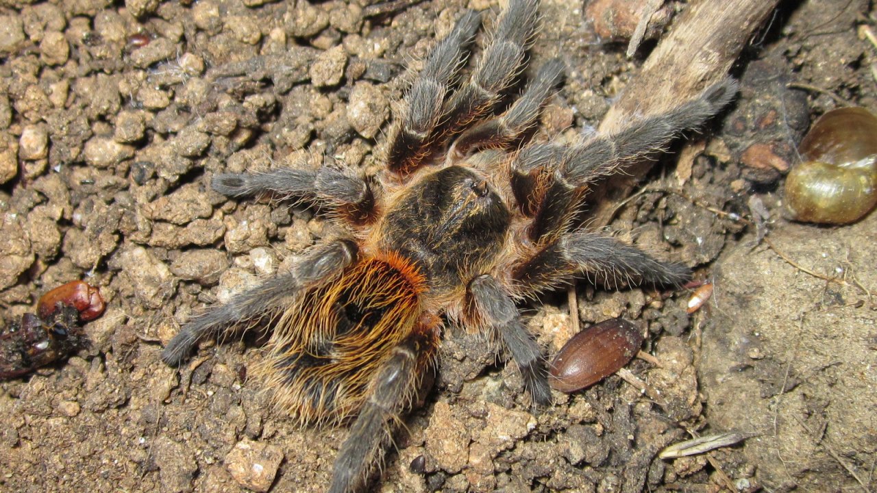 Euathlus parvulus