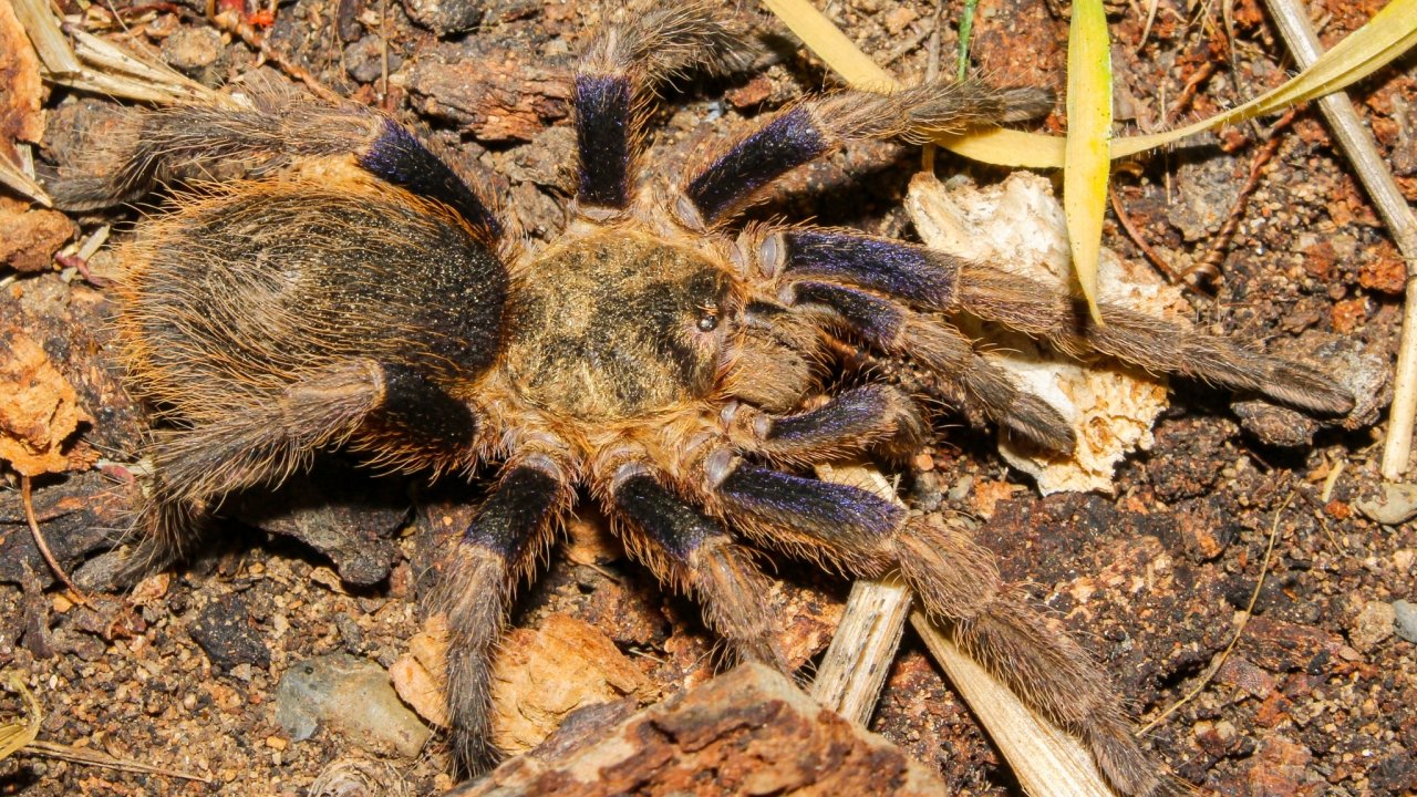 Euathlus pulcherrimaklaasi