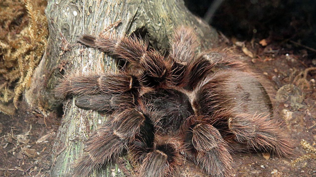 Eupalaestrus campestratus
