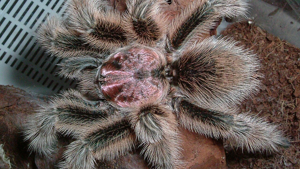 Grammostola porteri