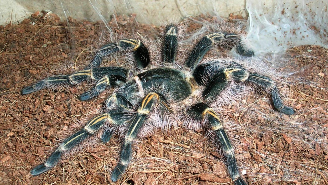 Grammostola pulchripes