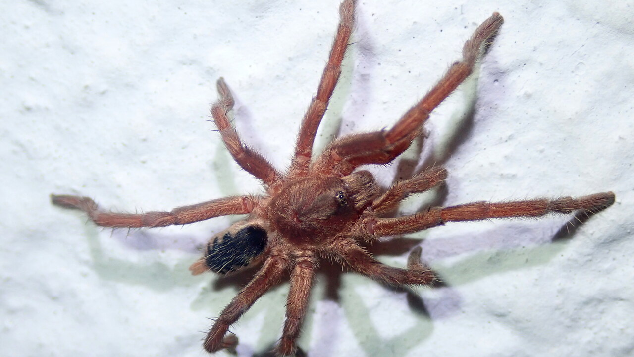 Guyruita cerrado