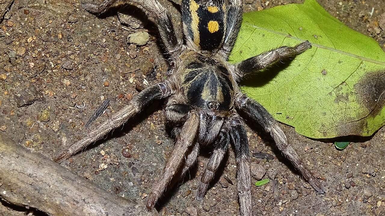 Hapalopus sp. Colombia