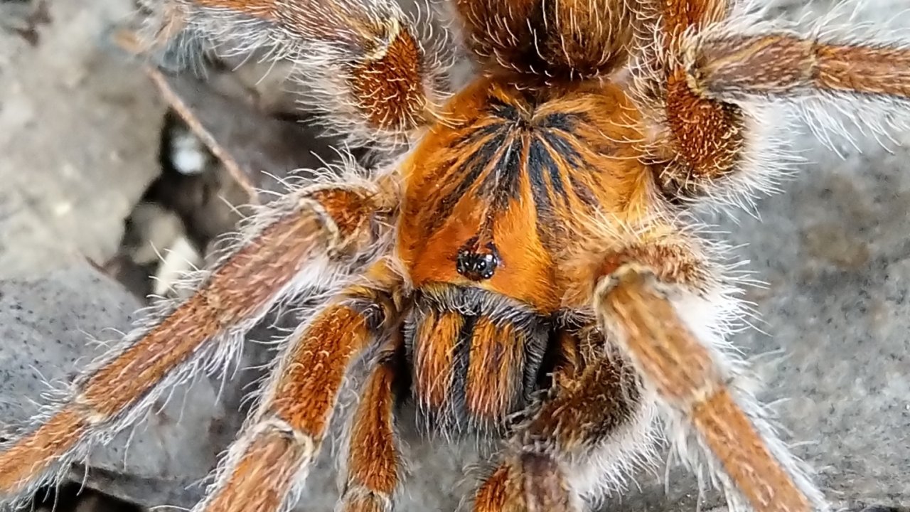 Harpactira cafreriana
