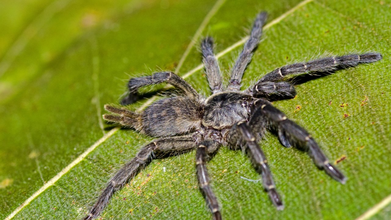 Heterothele villosella