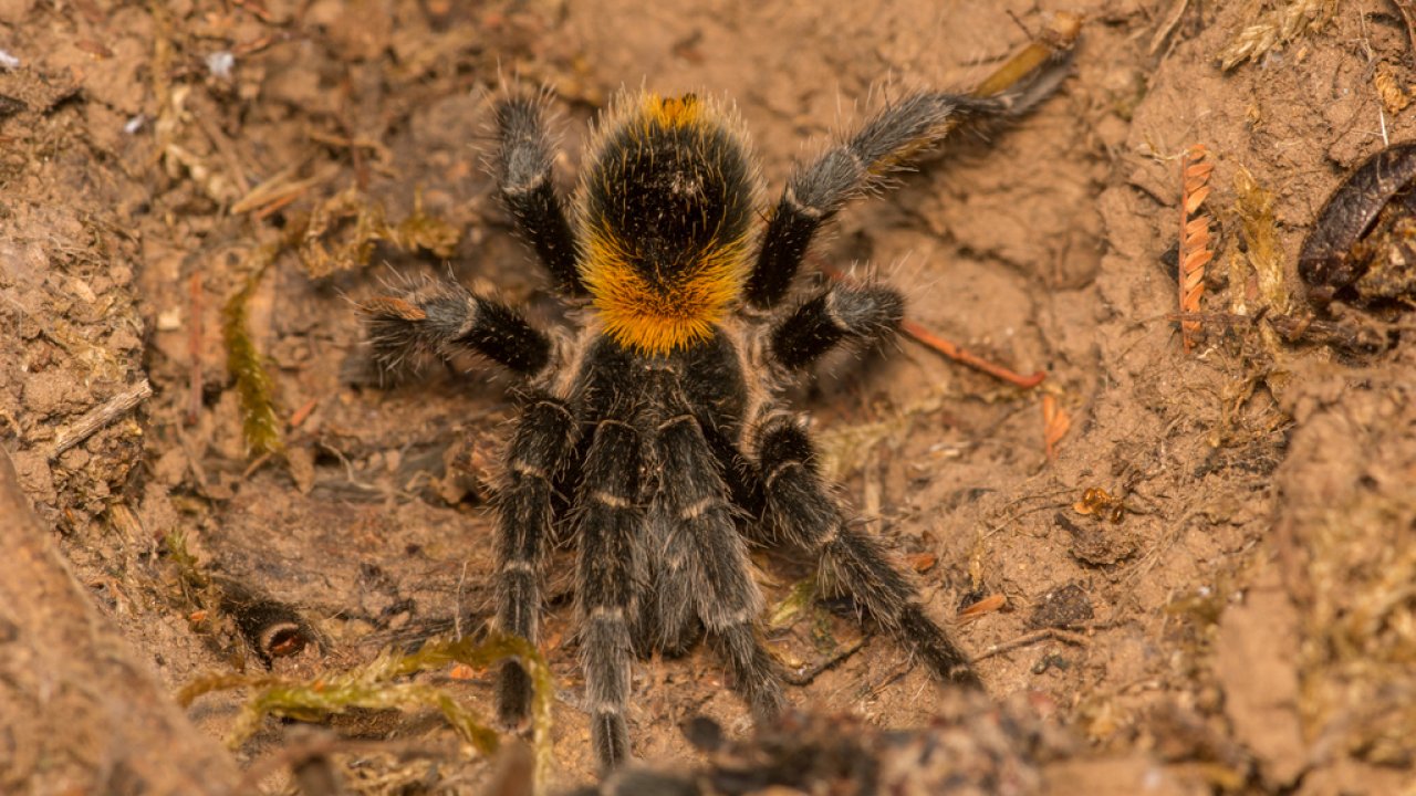 Homoeomma chilensis