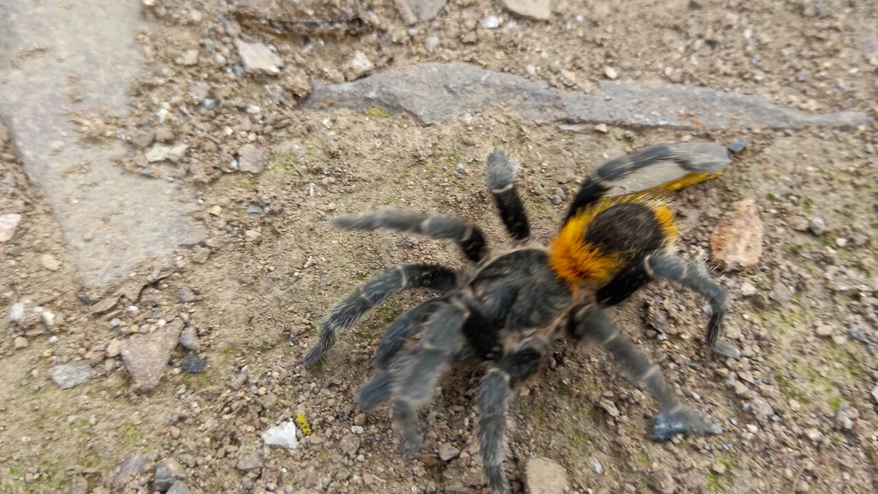 Homoeomma orellanai