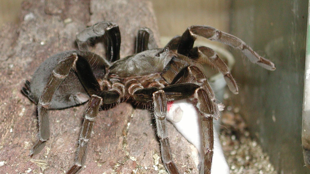 Hysterocrates gigas