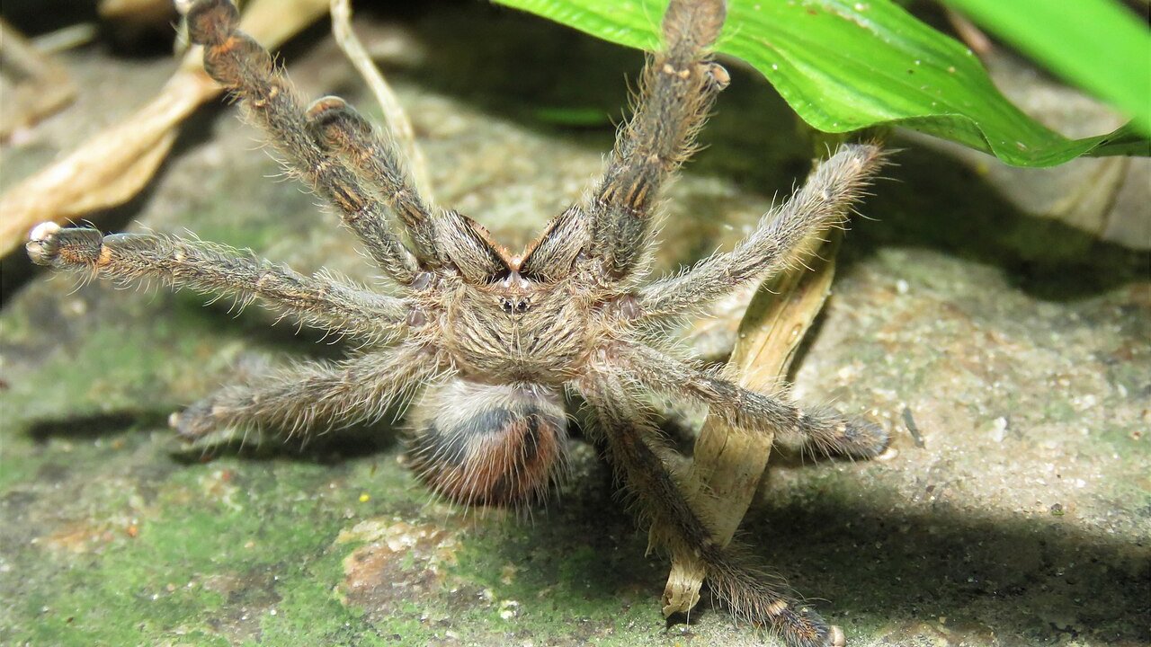 Iridopelma hirsutum
