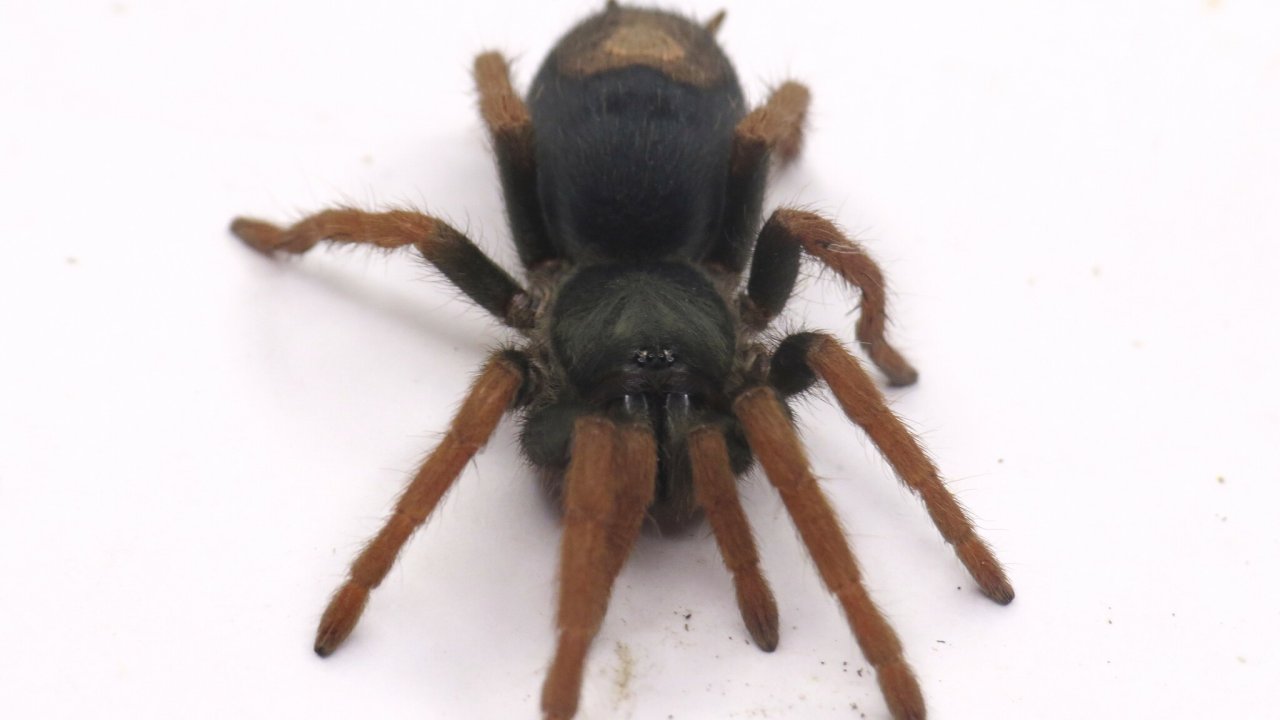Kochiana brunnipes