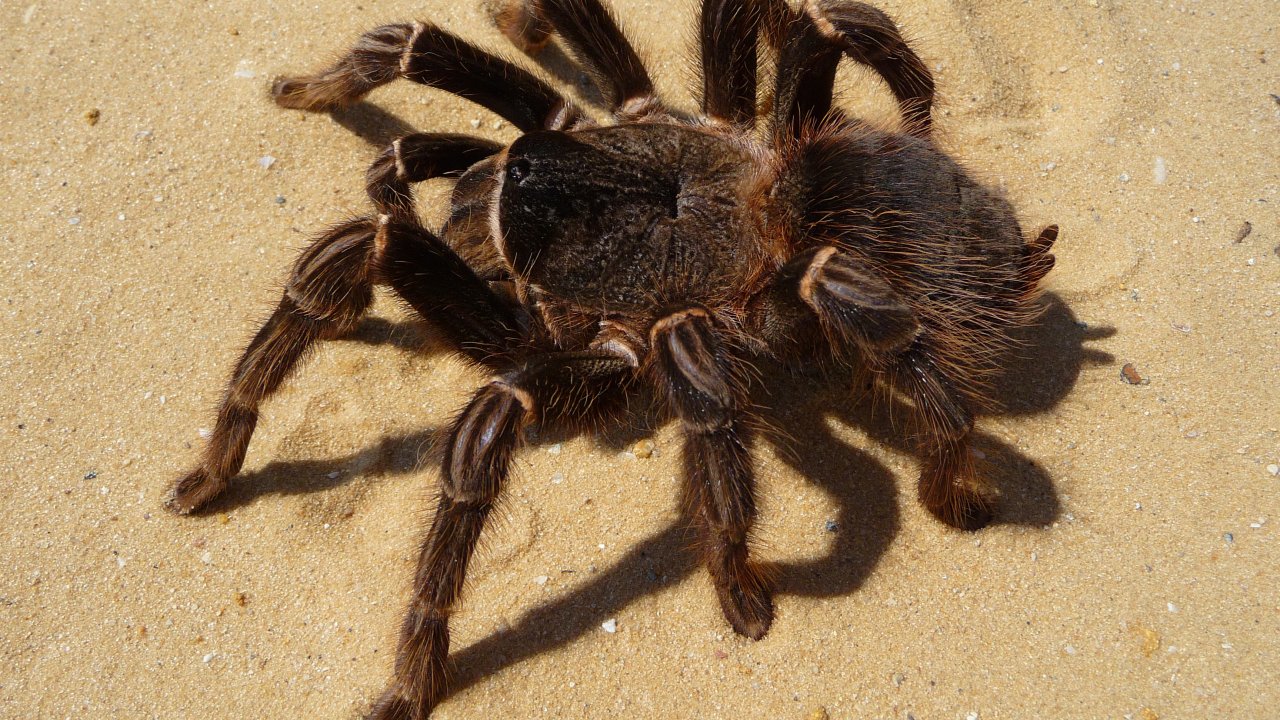 Lasiodora parahybana