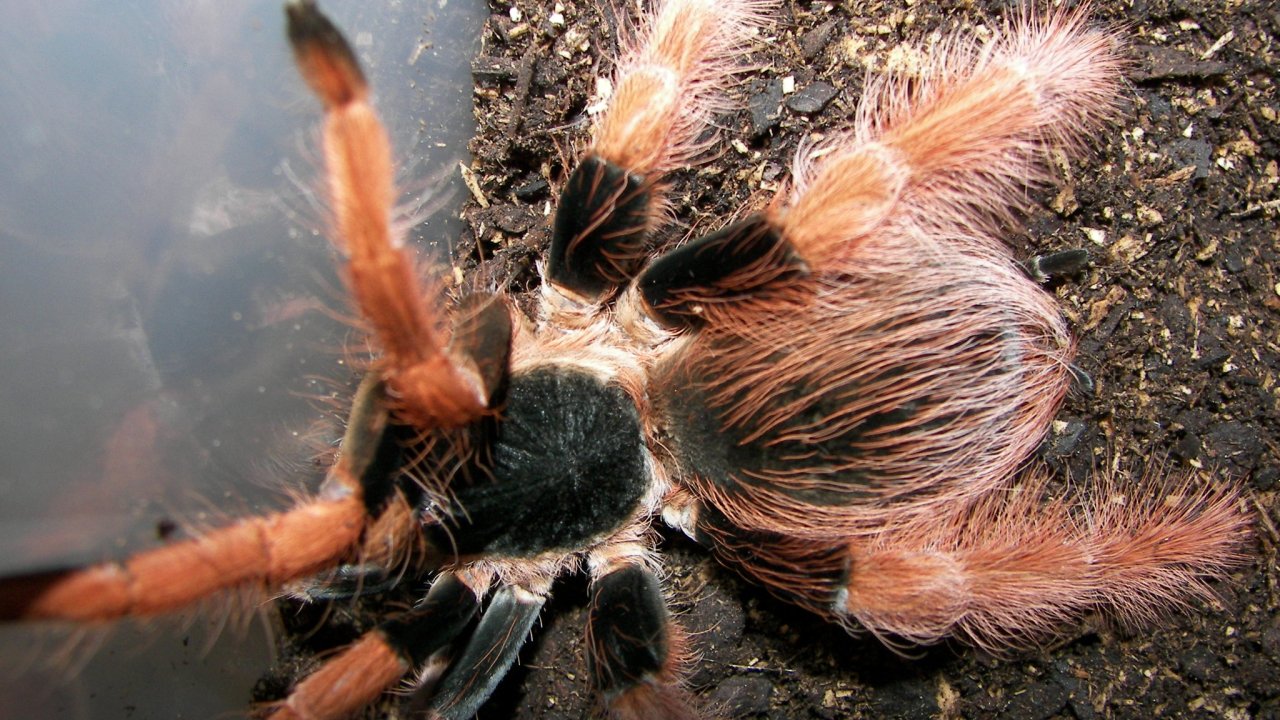 Megaphobema robustum