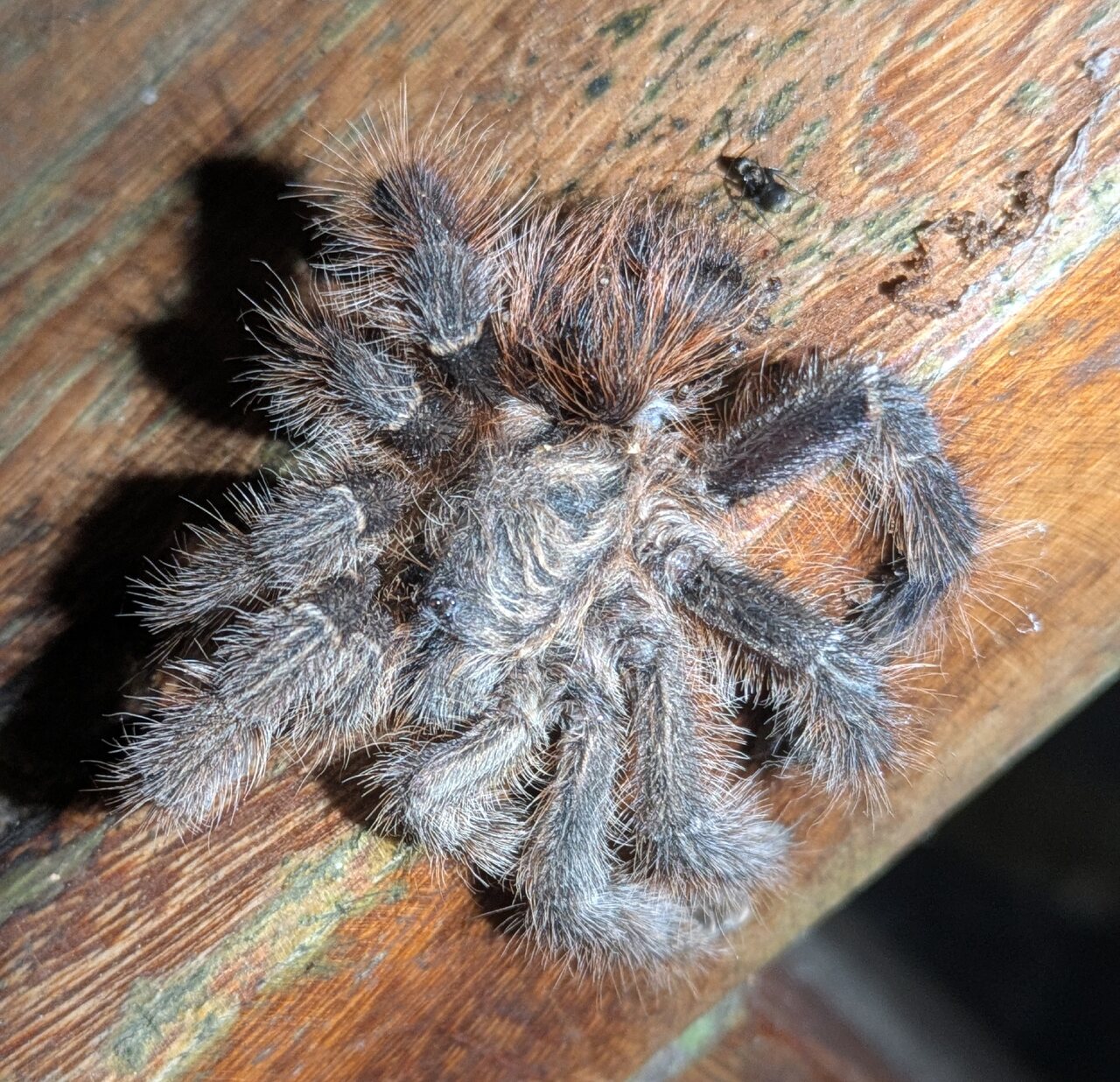 Avicularia merianae