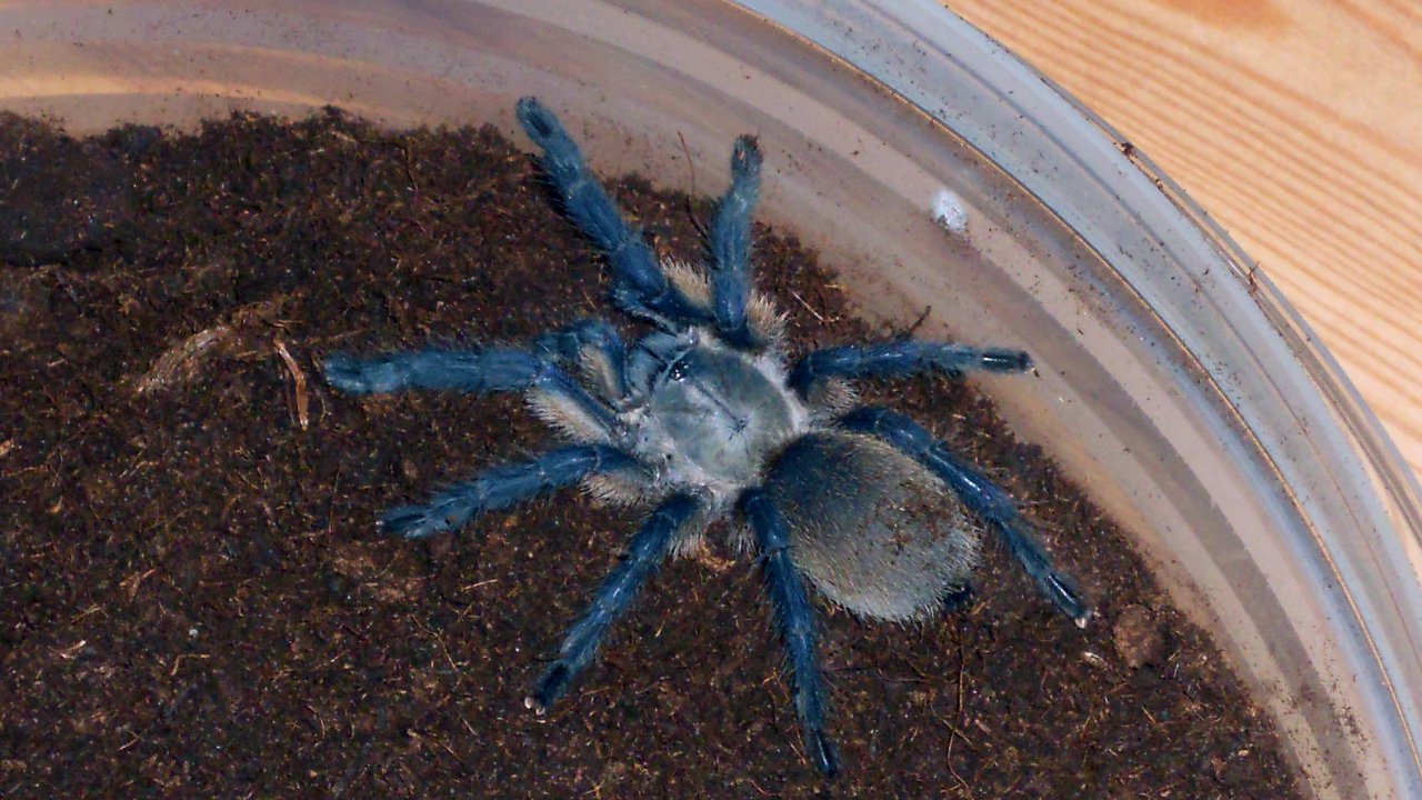 Monocentropus balfouri