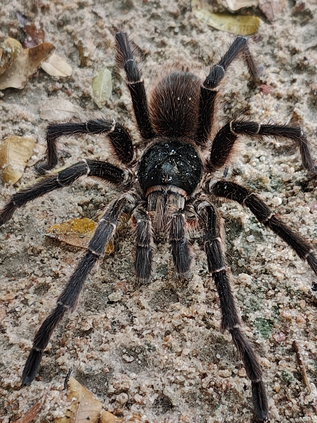 Acanthoscurria natalensis