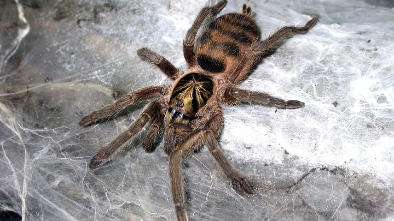Neoholothele incei