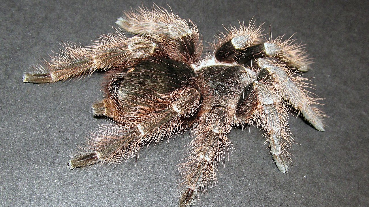 Nhandu carapoensis