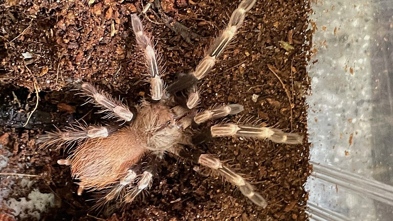 Nhandu chromatus
