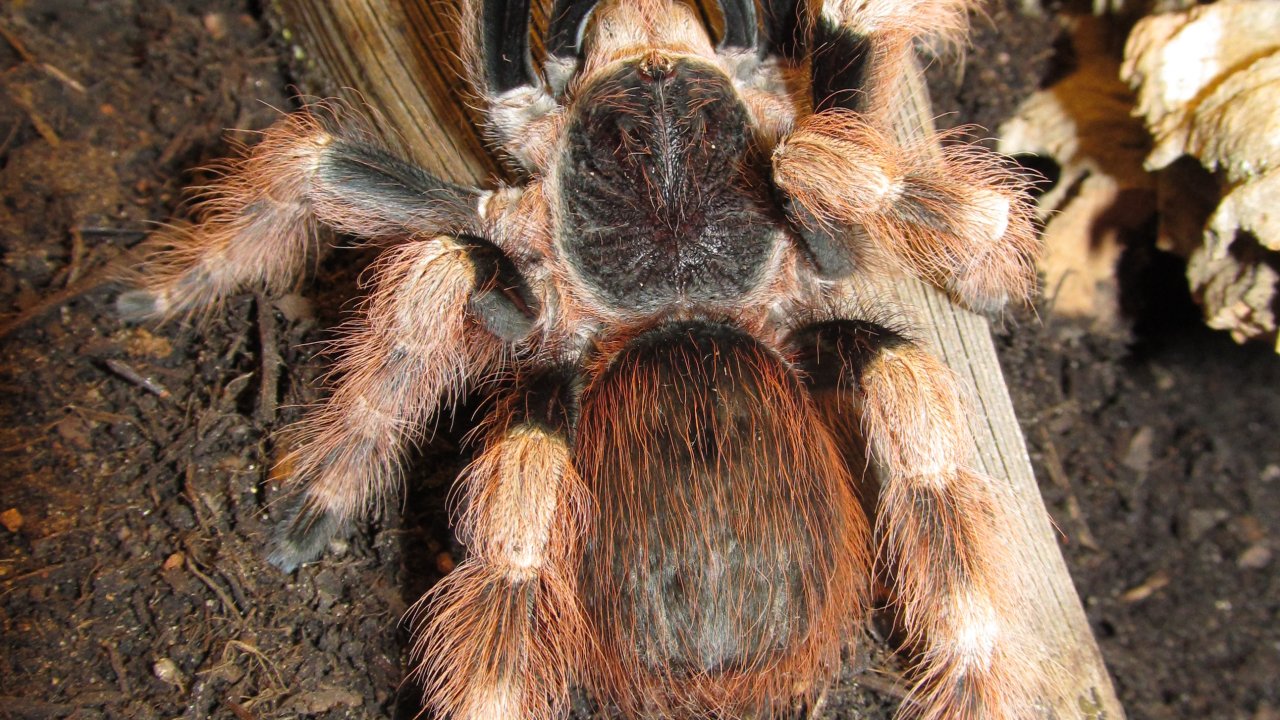Nhandu coloratovillosus