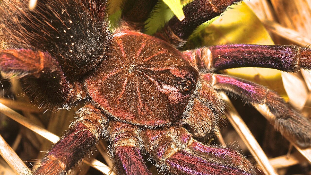 Pamphobeteus sp. Machala