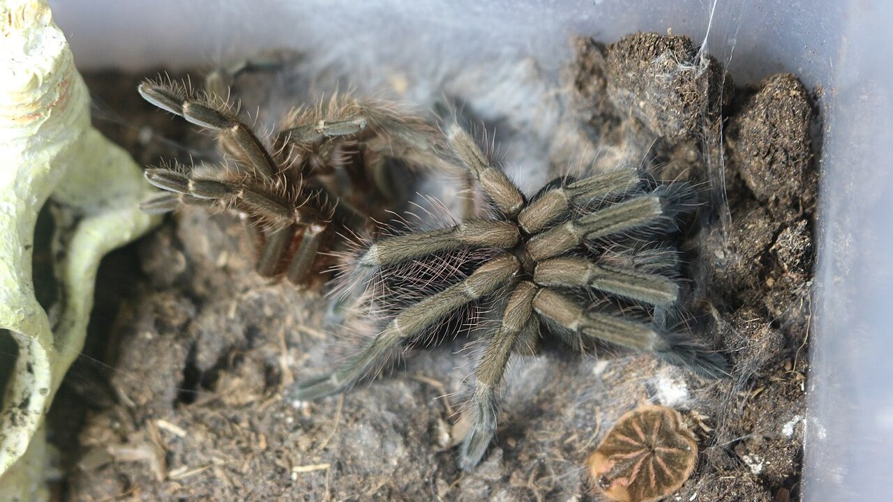 Pamphobeteus vespertinus