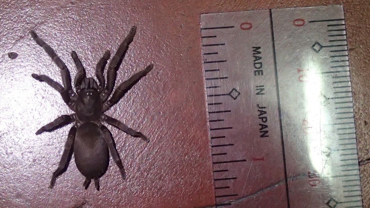 Phlogiellus baeri tarantula